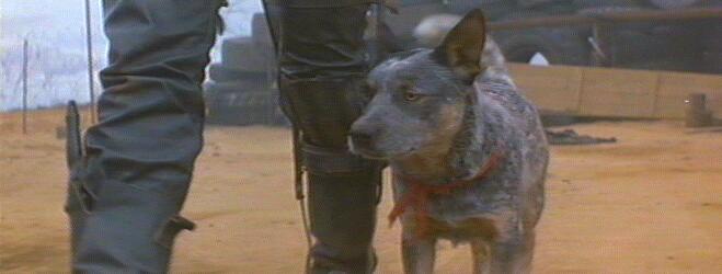 Mad Max 2 Blue Heeler dog